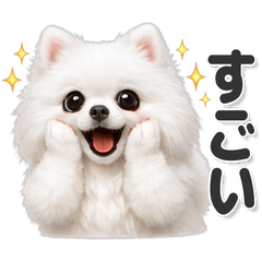 毎日使える！ポメラニアン 白