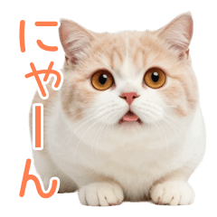 短足マンチカン♡一年中ずっと一緒