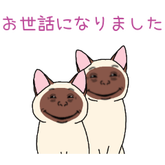 [お世話になりました専用]人面シャム猫
