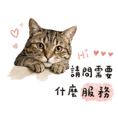 Cat Taroballs Beauty Industry