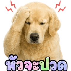 Funny Golden Retriever V.6