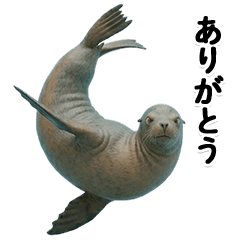 BIG! ずっと使えるアシカ