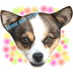 いぬのきもち・日常あいさつ