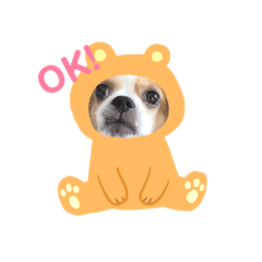 チベタン スパニエルのレオくん。