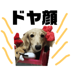 ミニチュアダックスフンドのジェイ君SP