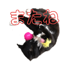 ちゃんみーと街の野良猫ちゃん達。