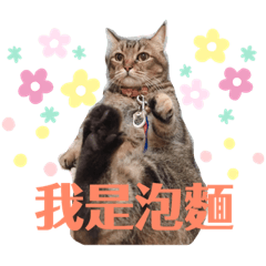 A cat called instant noodles.