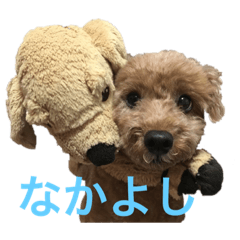 トイプードルのこたろうくん