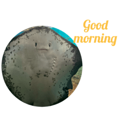 水辺の生き物たち   英語版