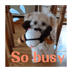 マルプー福ちゃん