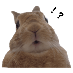 クッキーとかんぺい