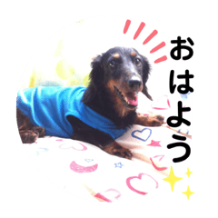 ダックスフンドのくーちゃんやで