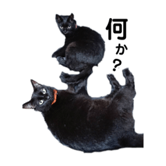 くろねこシスターズ