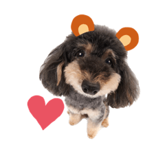 トイプードルのタータン