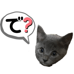 我が家のにゃーず3