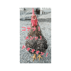 なんとなくにわとり