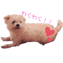 ころちゃんの日常会話スタンプ