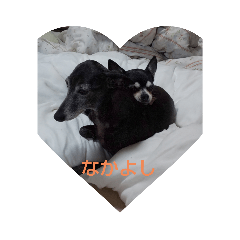 我が家の愛犬  アンジーとトム