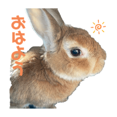 まいぺっとたち