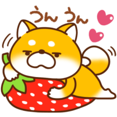 毎日しばさん♪