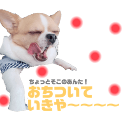 関西弁チワワのきなこくん