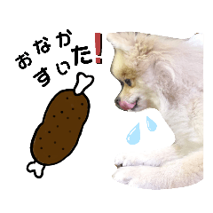 毎日使えるポメラニアンのララちゃん