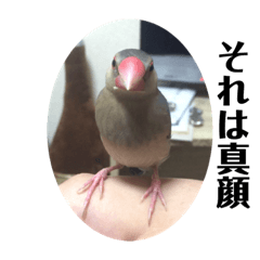 文鳥のぶんたろす