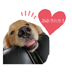 ゴールデンレトリバーの日常②