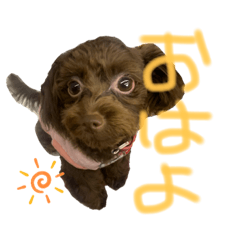 チワプー むぎちゃん