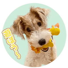 毎日使える　テリア女子のジャイ子ちゃん