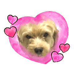 GRAPE_20201104111016