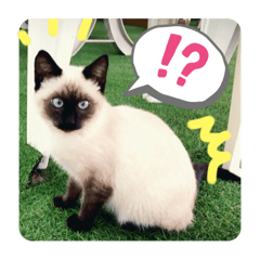 猫と魚とウサギ