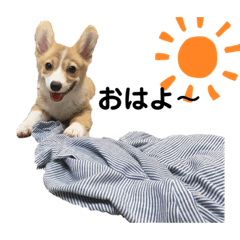 コーギーえまちゃん