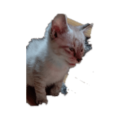 にゃんこの叫び