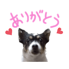 レオちゃんのひとこと