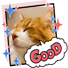 だいすきノルウェージャン