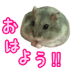 むちむちハムスターのきむちでしゅ