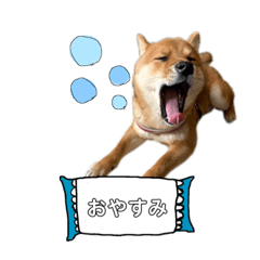 豆柴の小次郎だよ