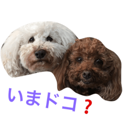 トイプー白と茶