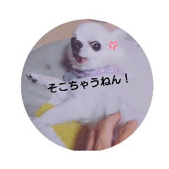 かわいい犬よければどうぞ！