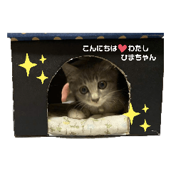 ひまちゃんのにちじょう