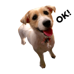 ジャックラッセルテリアのハニ