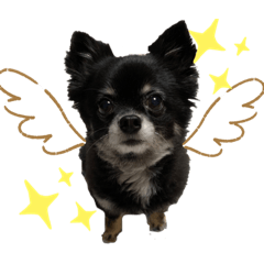 そらチワワちゃんスタンプ①