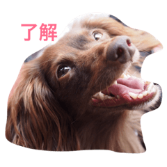 マハロちゃんのわんだふるな毎日