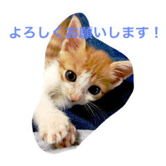 子猫のきんちゃん