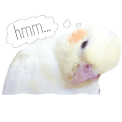 ライちゃんはライちゃん