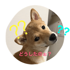 柴犬まるピーー