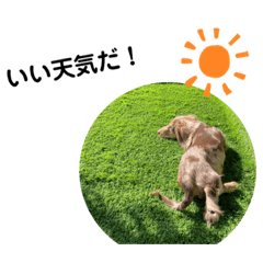 ロンくんです。井上家