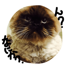 うちのバニラくん。