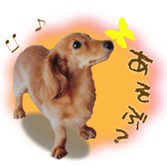 ダックス犬 写真 ここわん５ 日常会話編